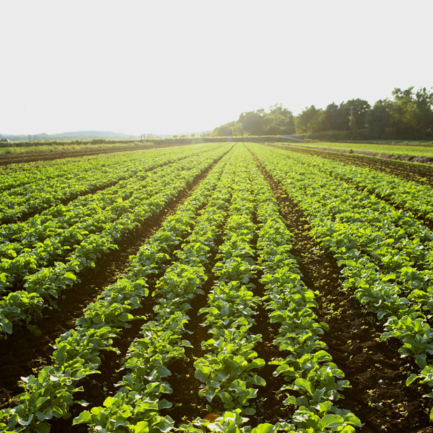 Field of lettuce on a sunrise morning