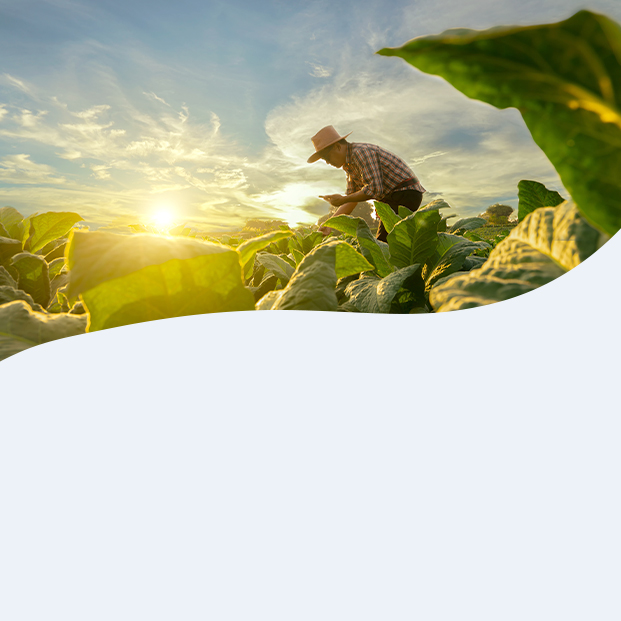 farmer working in field at sunset