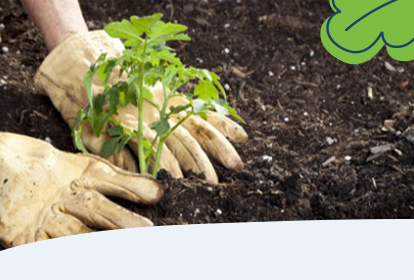 Hands with gloves planting tomato plant