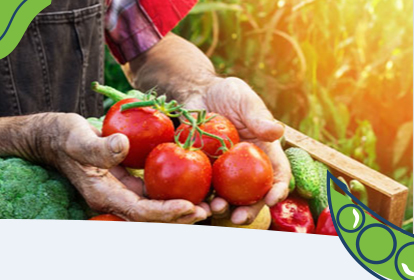 Farmer holding tomatoes after picking