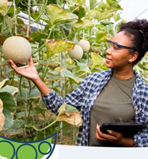 woman inspecting vined fruit in greenhouse