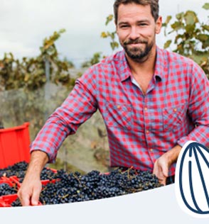 man carrying crate of harvested grapes outdoors