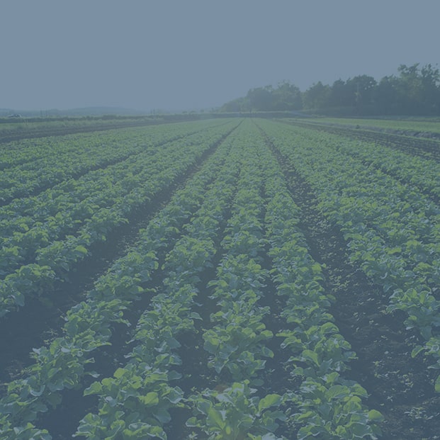 Field with rows of plants