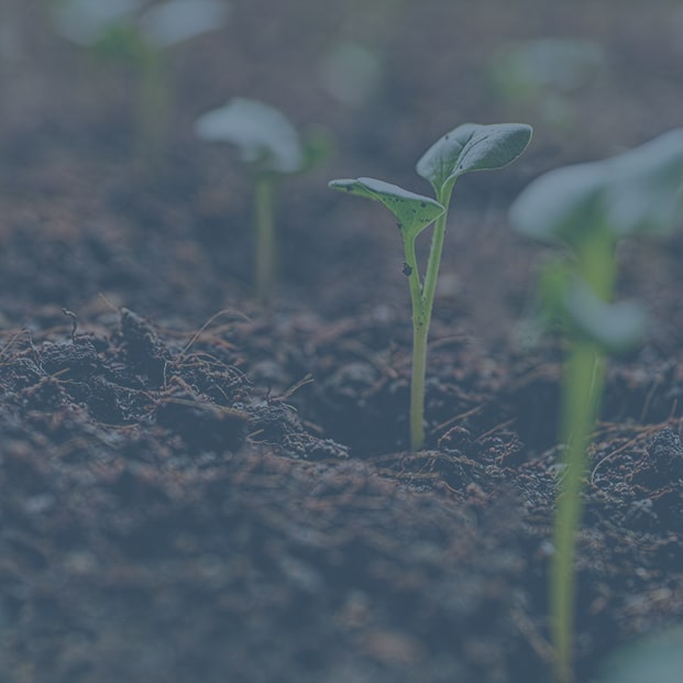 Plant growing out of ground