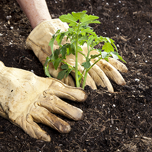 Farmer planting tomatoes close up