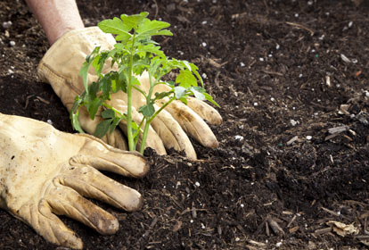 Hands with gloves planting tomato plant