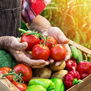 Farmer holding tomatoes after picking