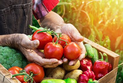 Farmer holding tomatoes after picking